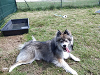 Sorties sur parcours des Chiens